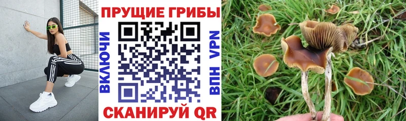 дарнет шоп  Анадырь  Галлюциногенные грибы ЛСД 